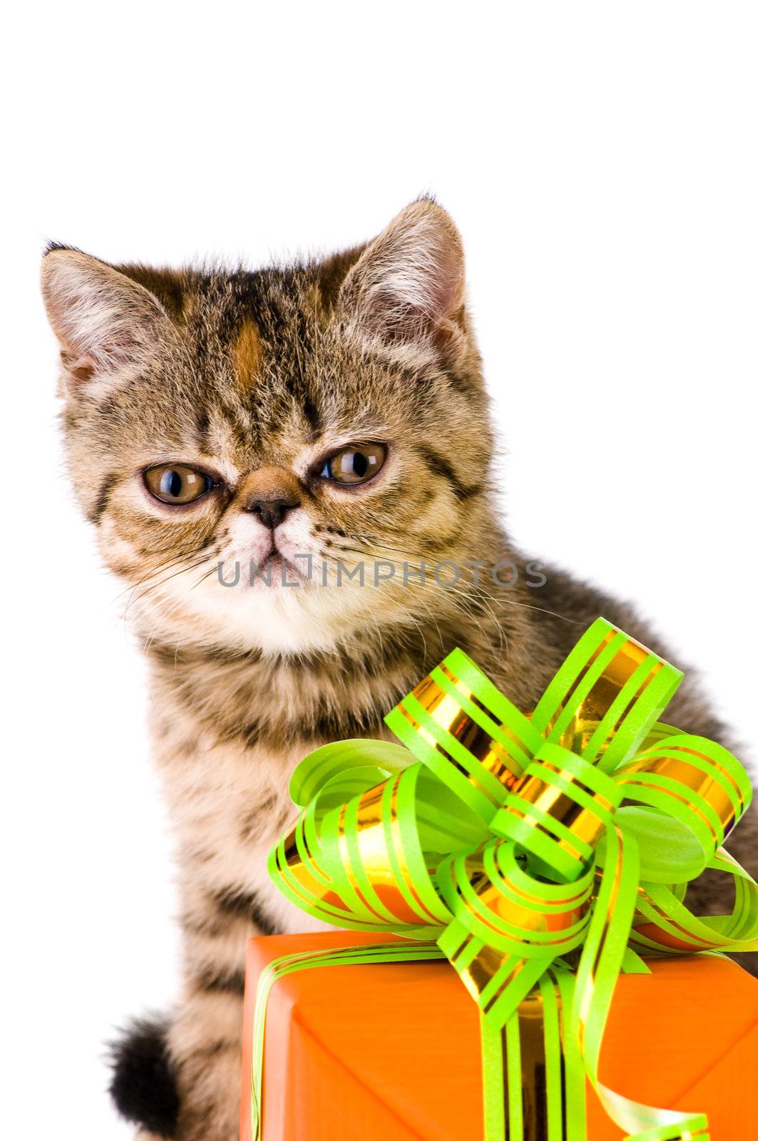Striped fluffy kitten with gift isolated on white background