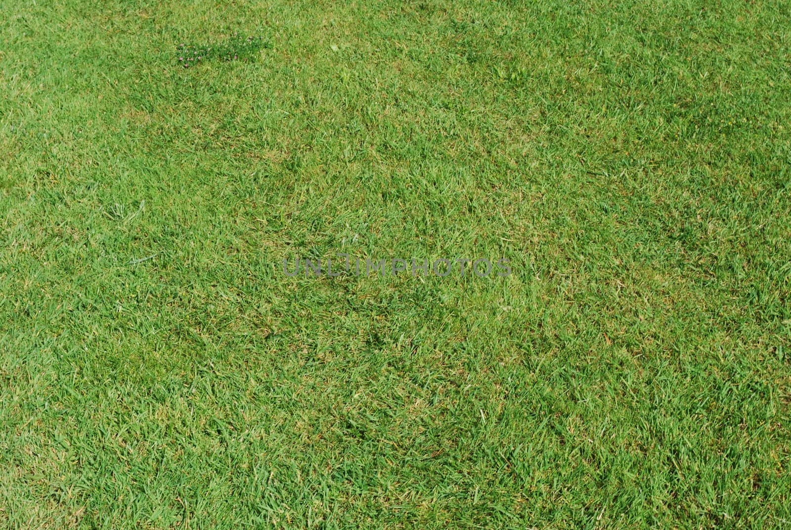 background pattern of green grass field