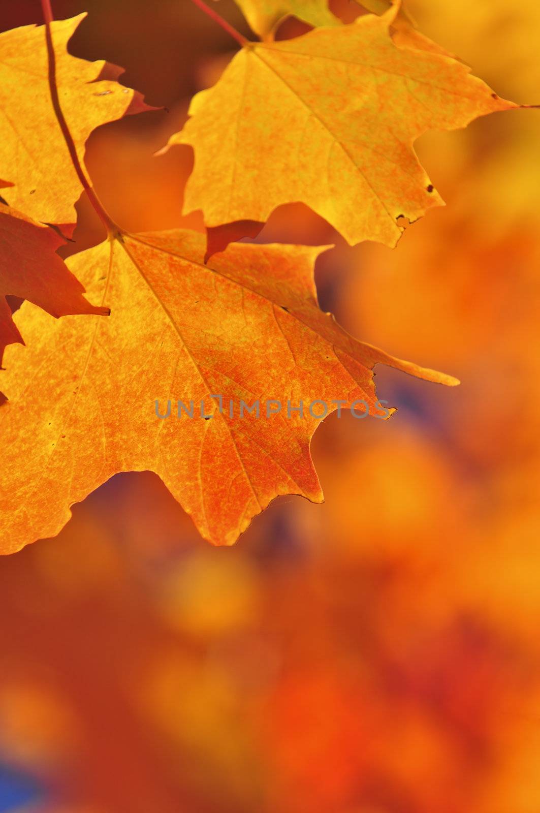 Red and orange fall maple tree leaves