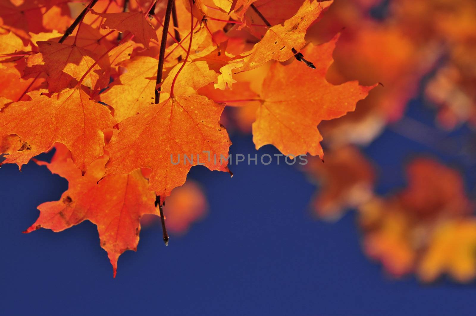 Fall maple leaves by elenathewise