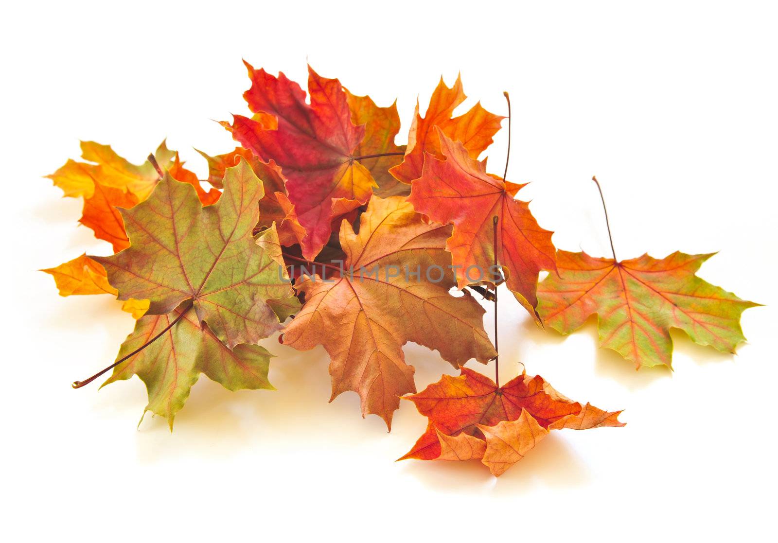 Dry colorful autumn leaves on white background