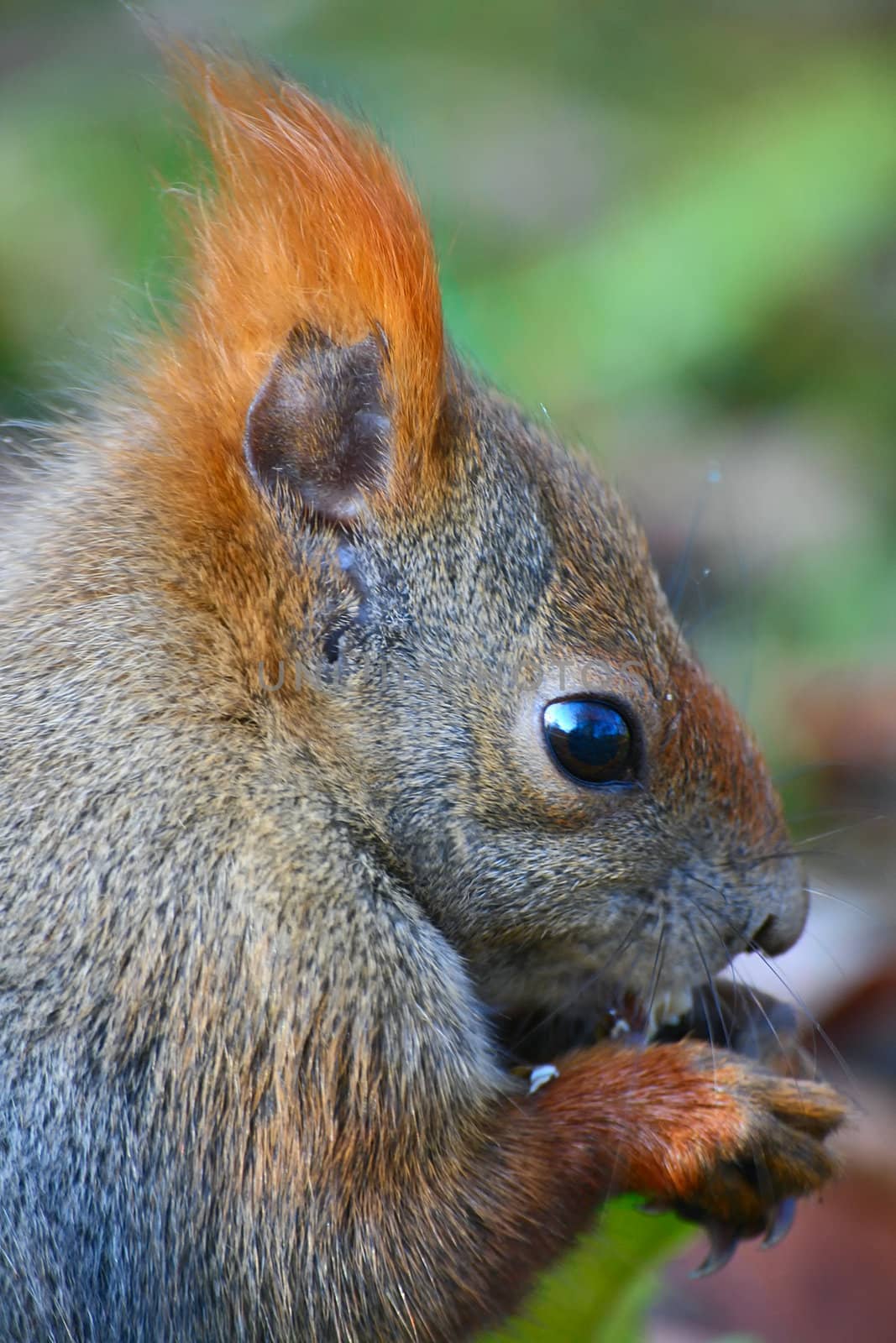 Closeup of red eurasian squirrel