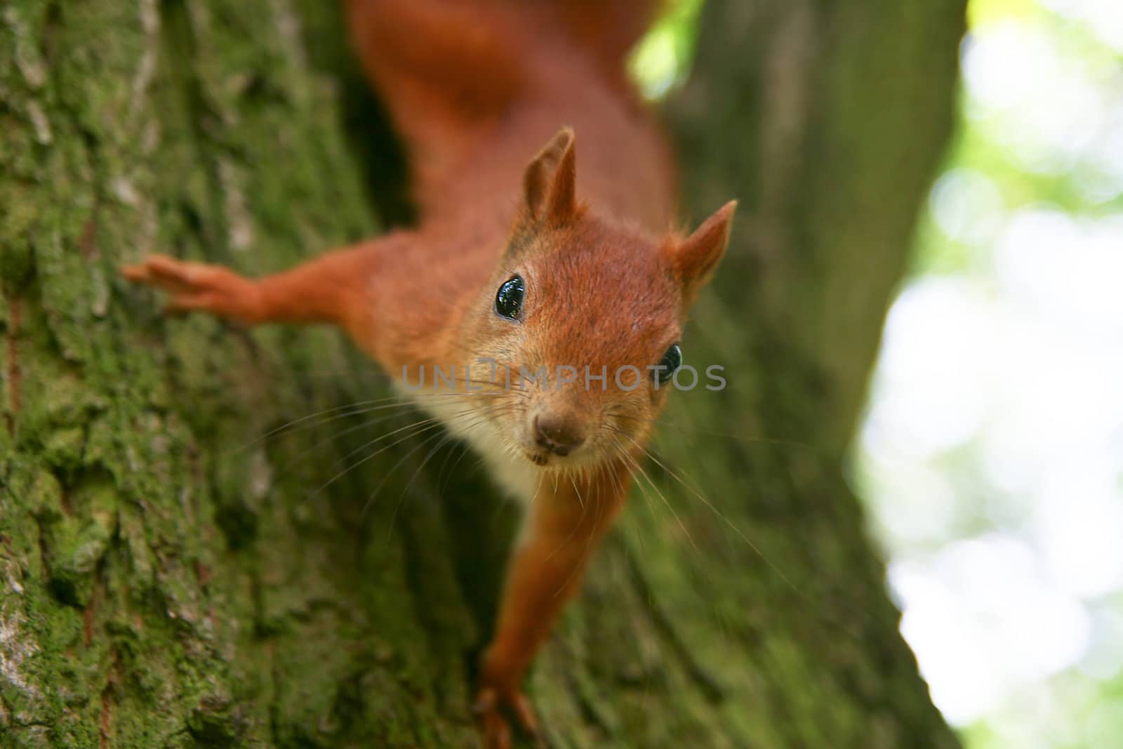 Red Eurasian squirrel sitting on the tree