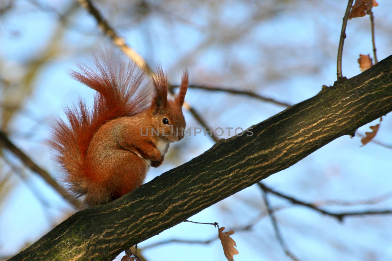 Red Eurasian squirrel sitting on the tree