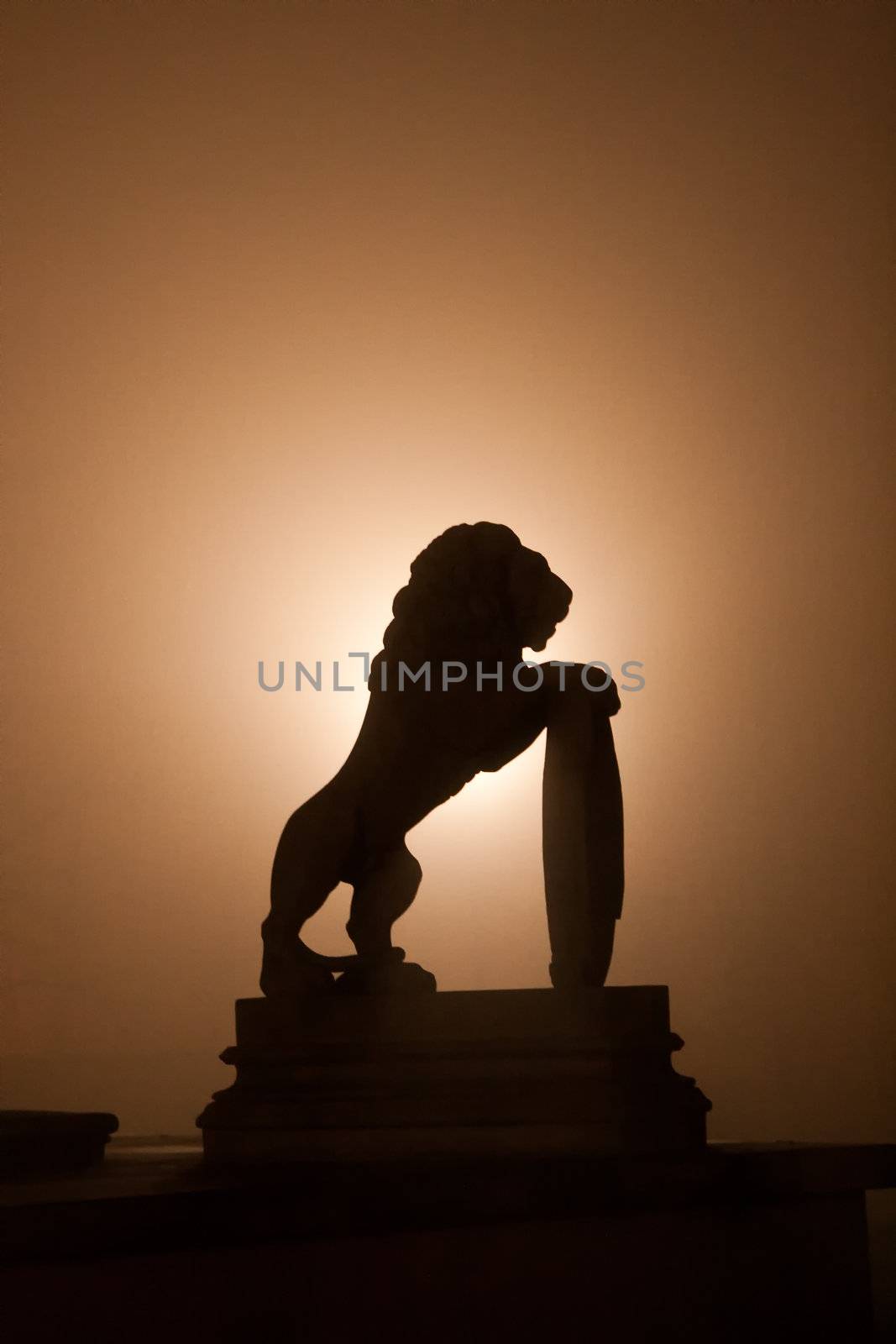 Lion silhouette during the misty night