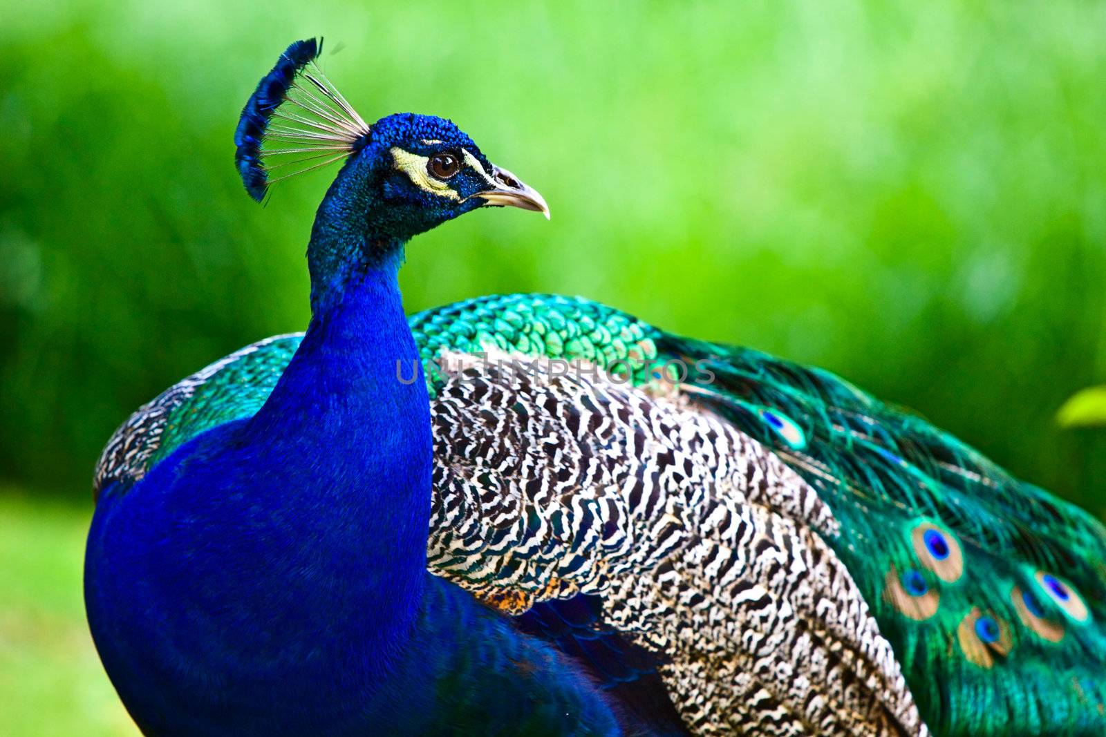 Indian peacock on the green background