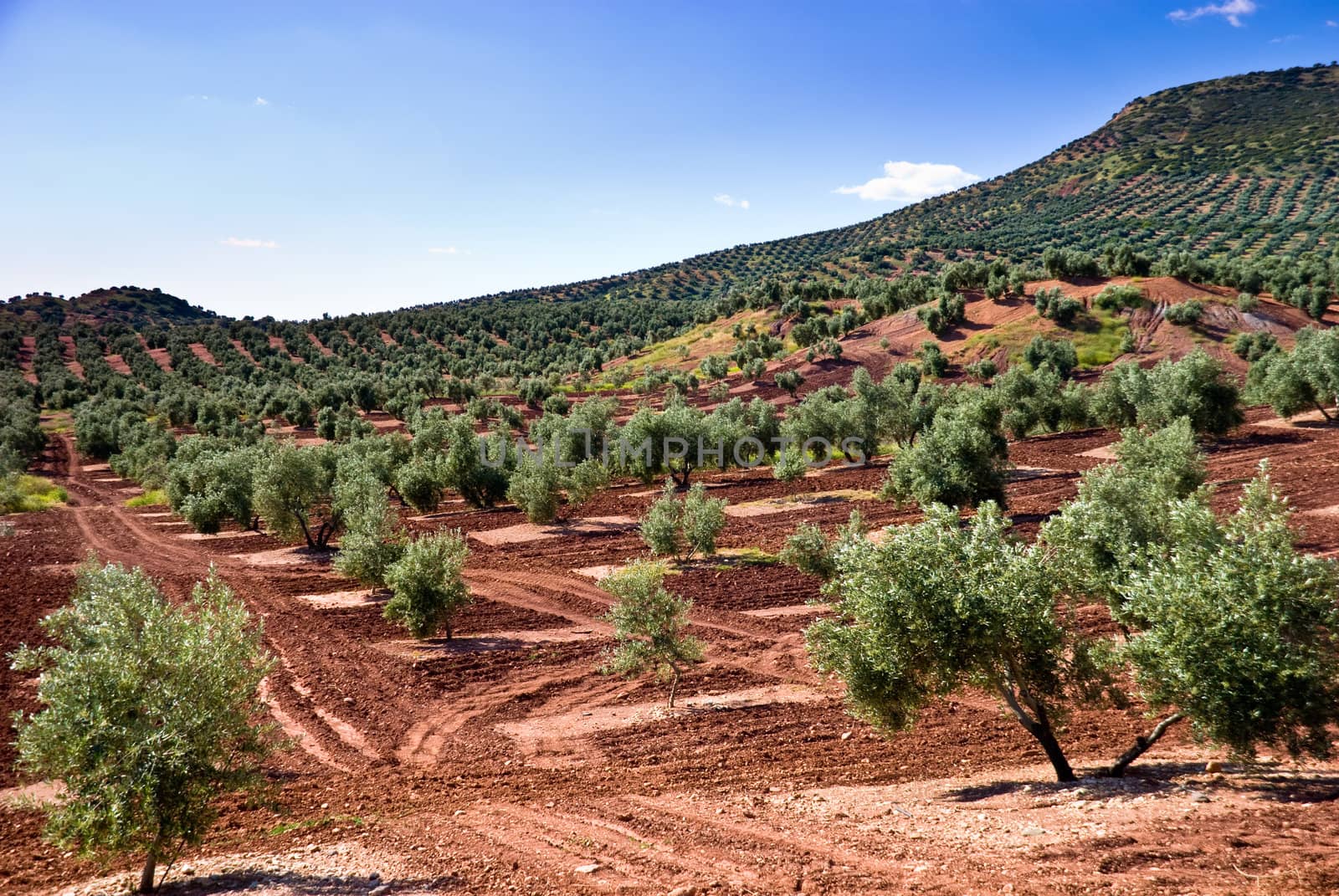 The flank of a olive tree hill  by 300pixel