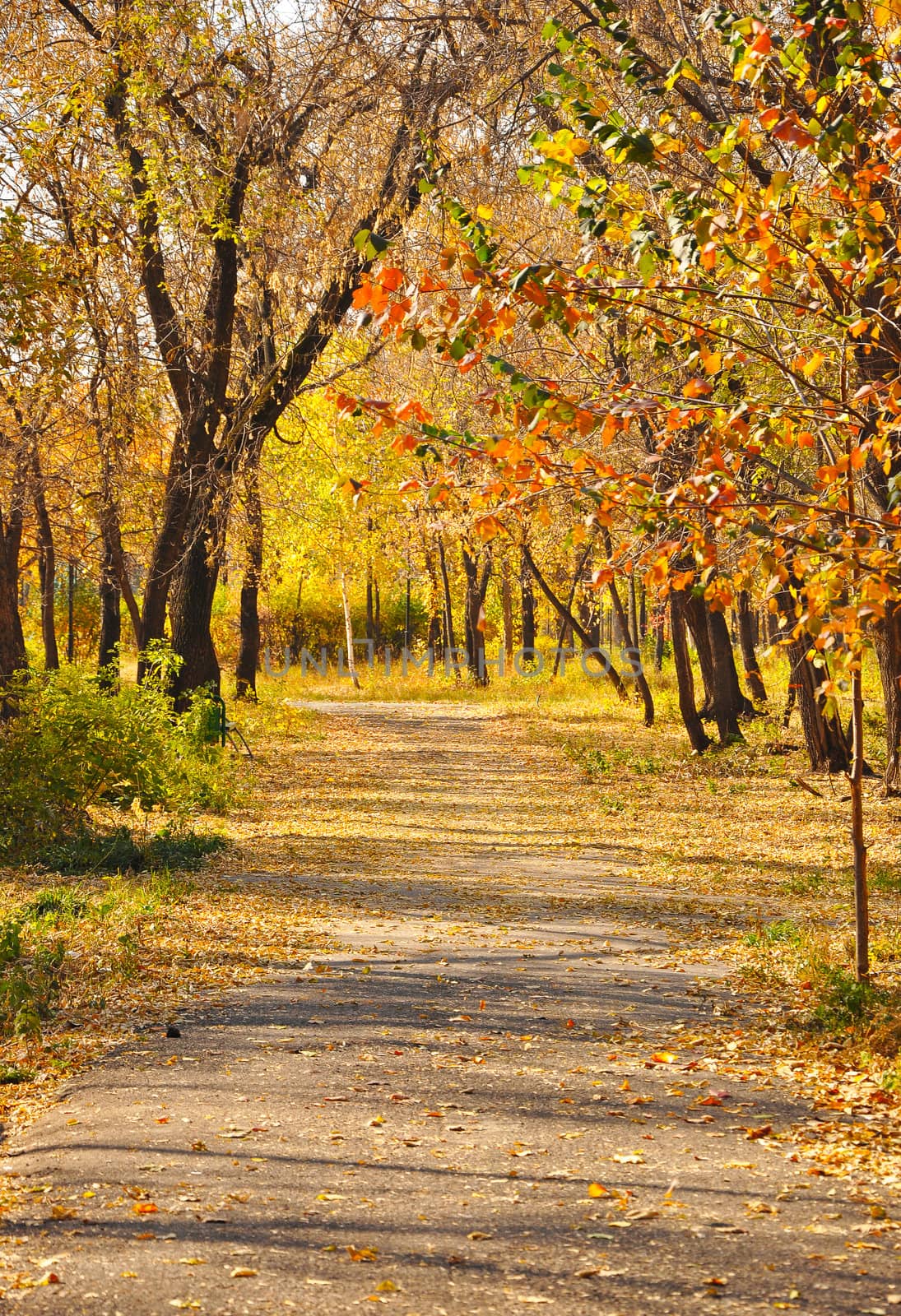 scenic view colorful autumn pathway in the park