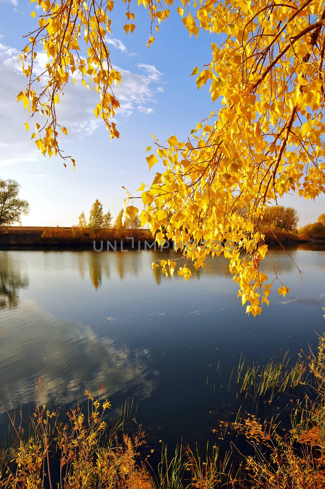 autumn landscape of lake and bright trees 