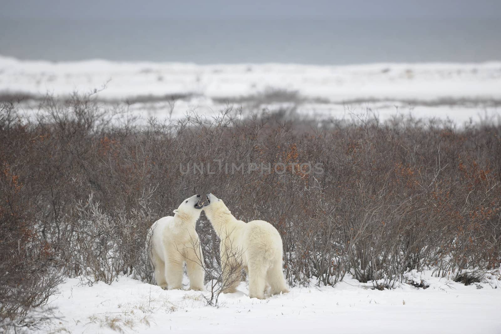 Fight of polar bears. Two polar bears fight. Tundra with undersized vegetation. Snow.