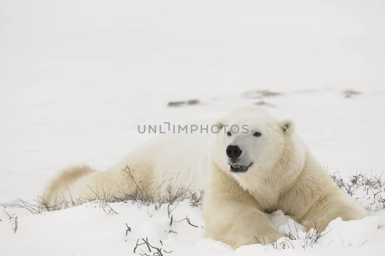 Rest of polar bears.  Two polar bears have a rest in an undersized bush. Snow-covered tundra.