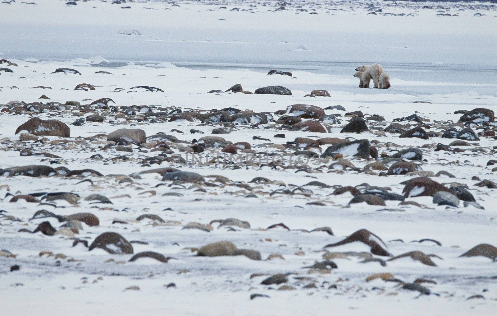 Polar she-bear with cubs leaves.. The polar she-bear leaves with two kids on snow-covered coast.