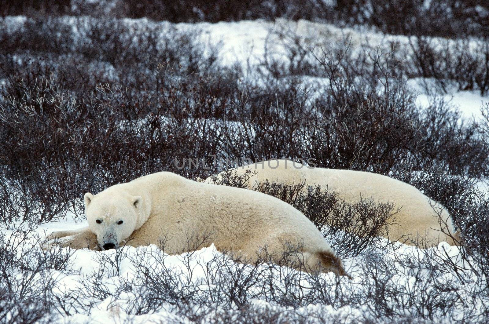 Rest of polar bears. by SURZ