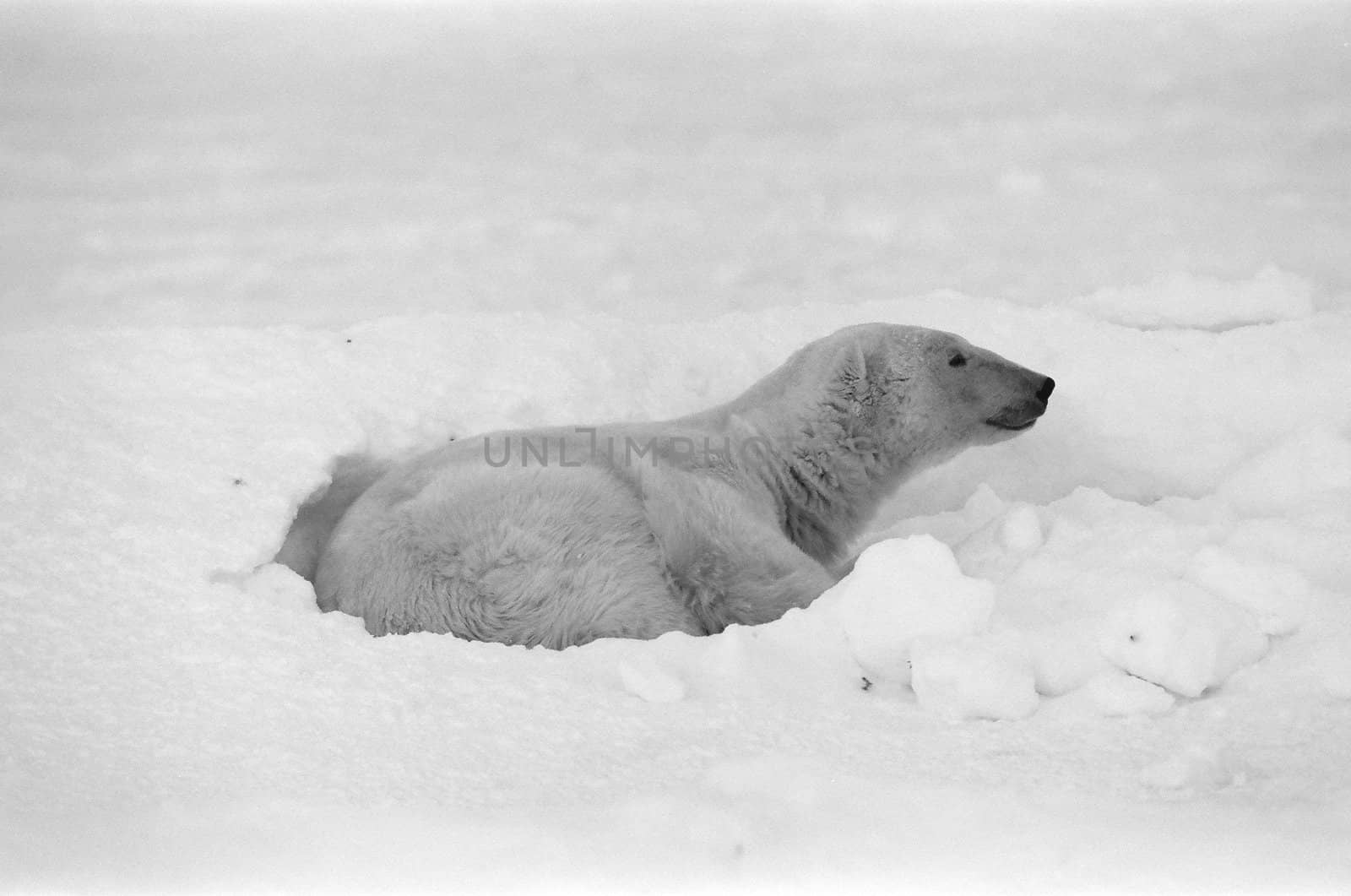 Rest of polar bear.  Two polar bears have a rest in an undersized bush. Snow-covered tundra.