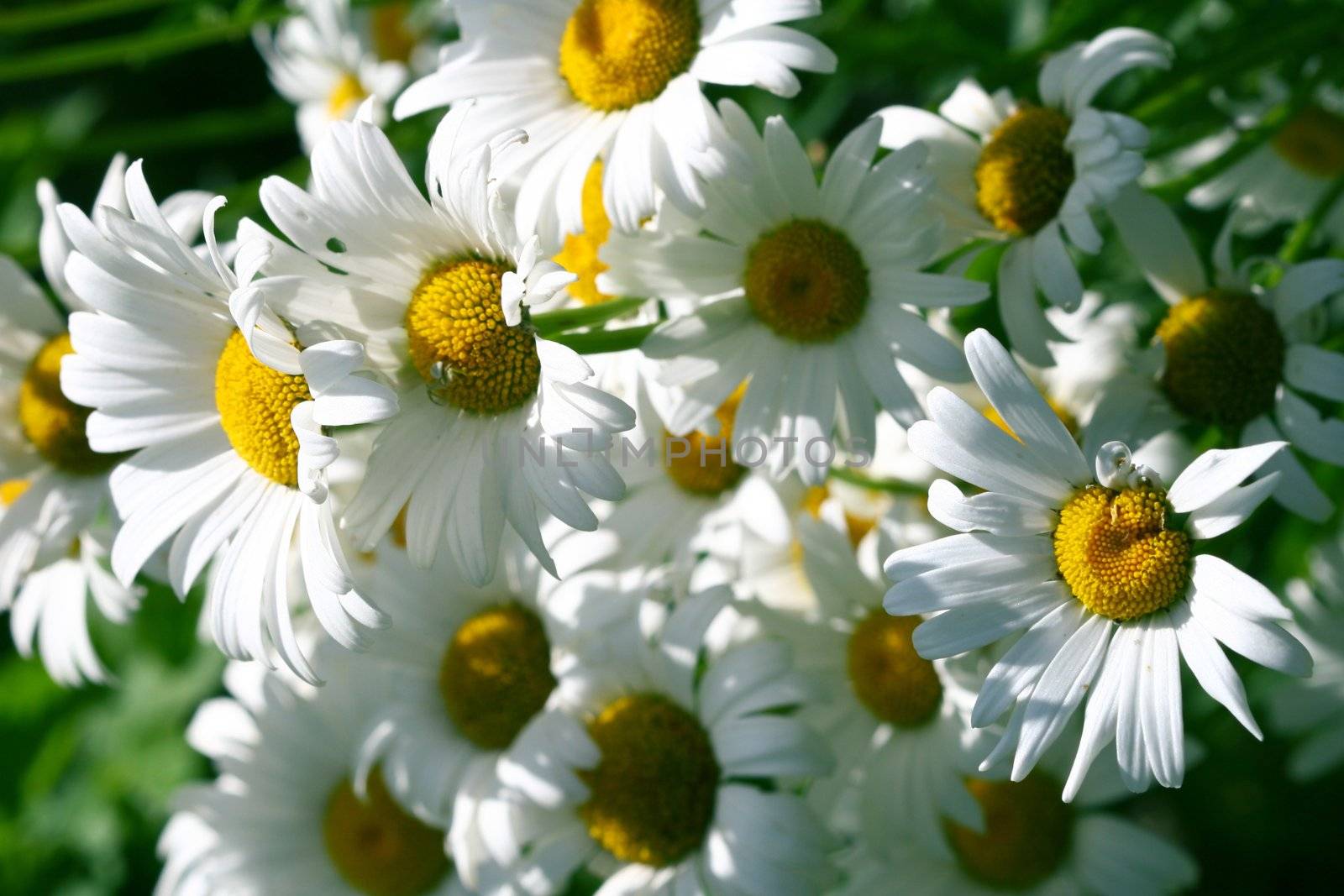 camomile daisy flowers nature background