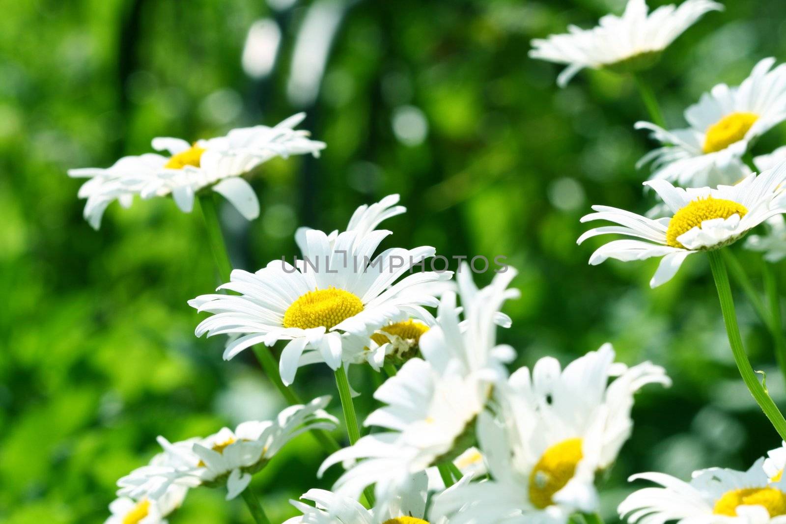 camomile daisy flowers nature background