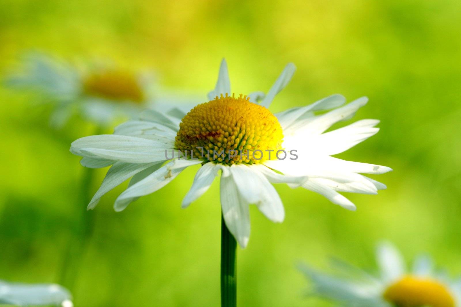 camomile daisy flowers nature background