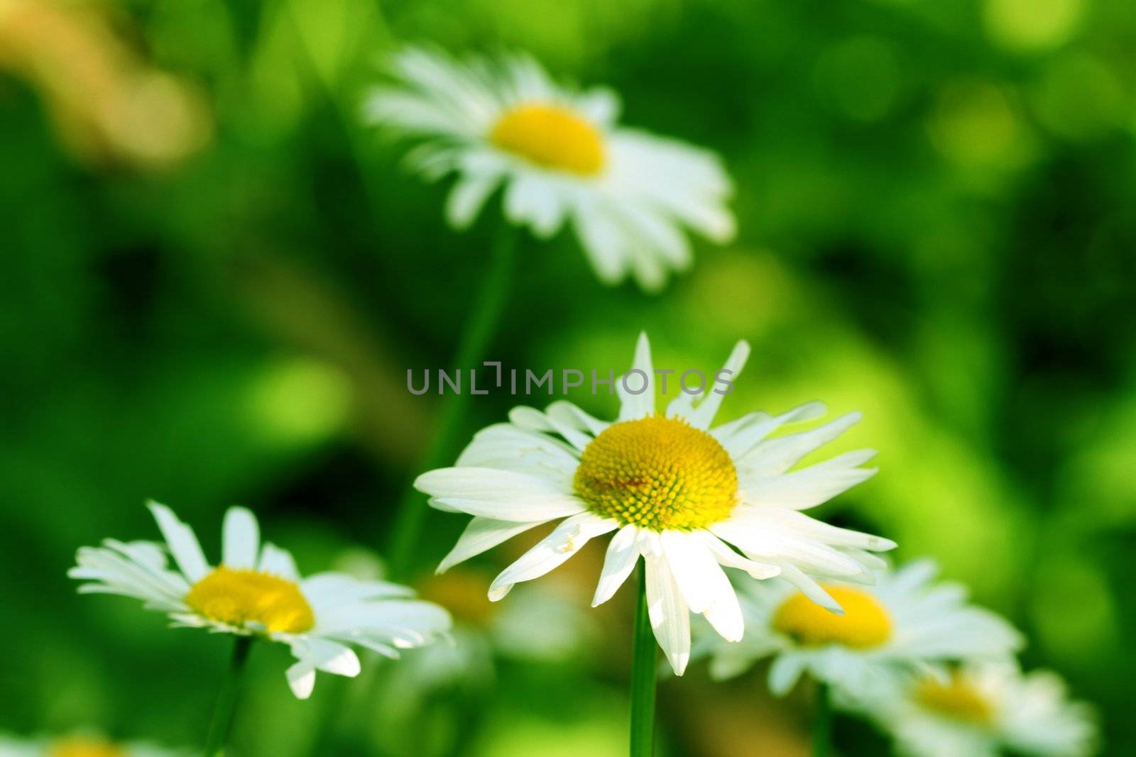 camomile daisy flowers nature background