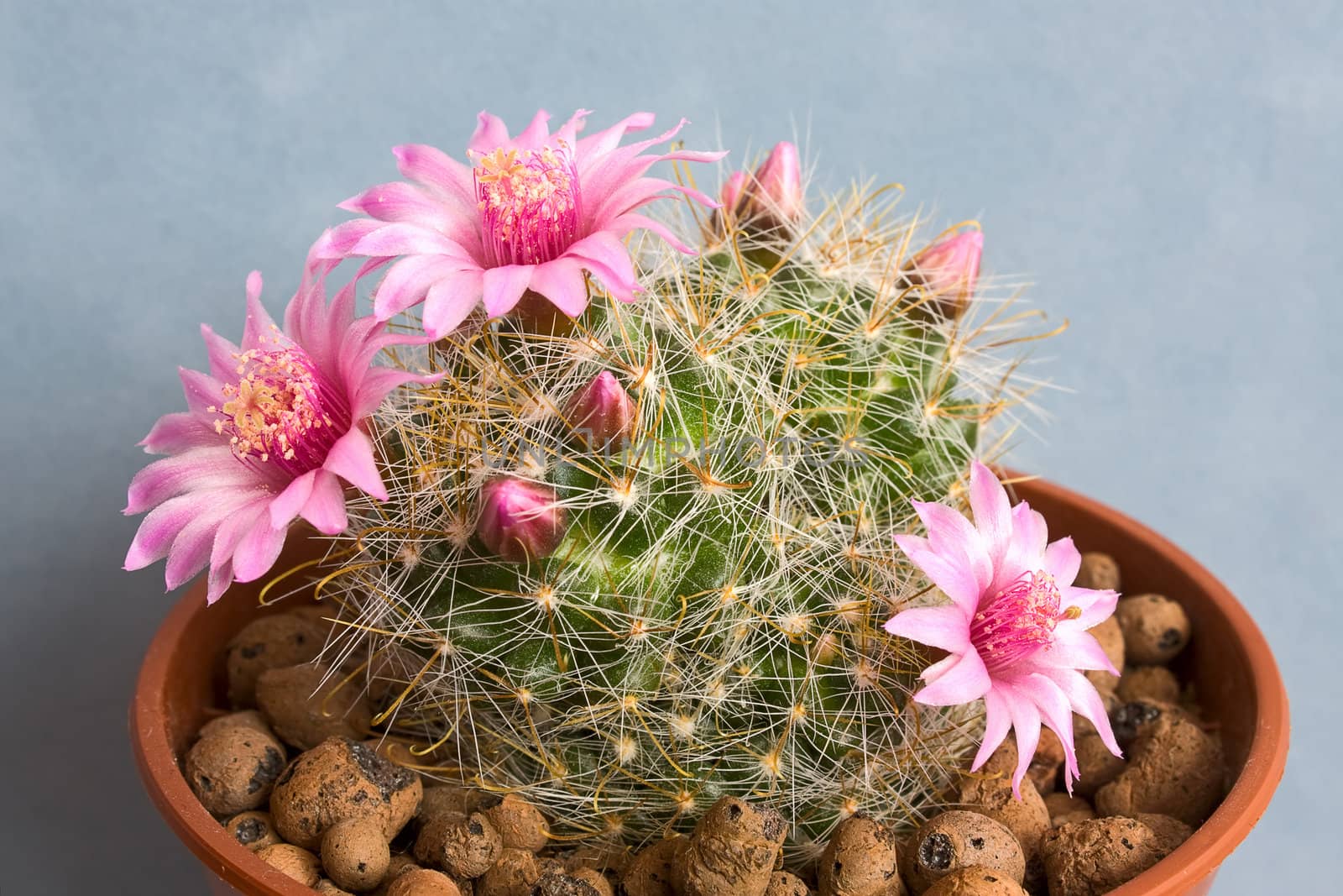 Cactus with blossoms on a dark background (Mammillaria).