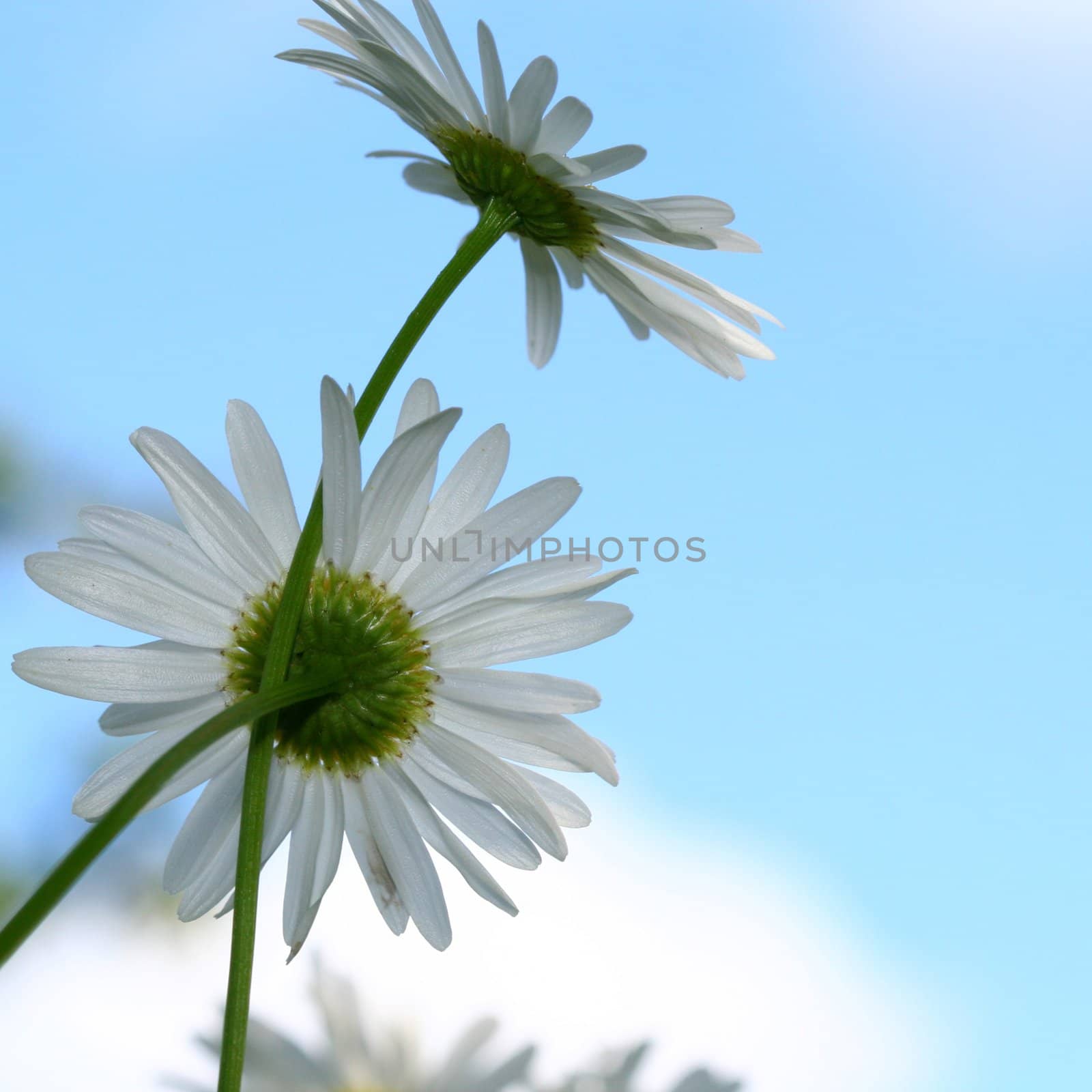 camomile daisy flowers in the sky