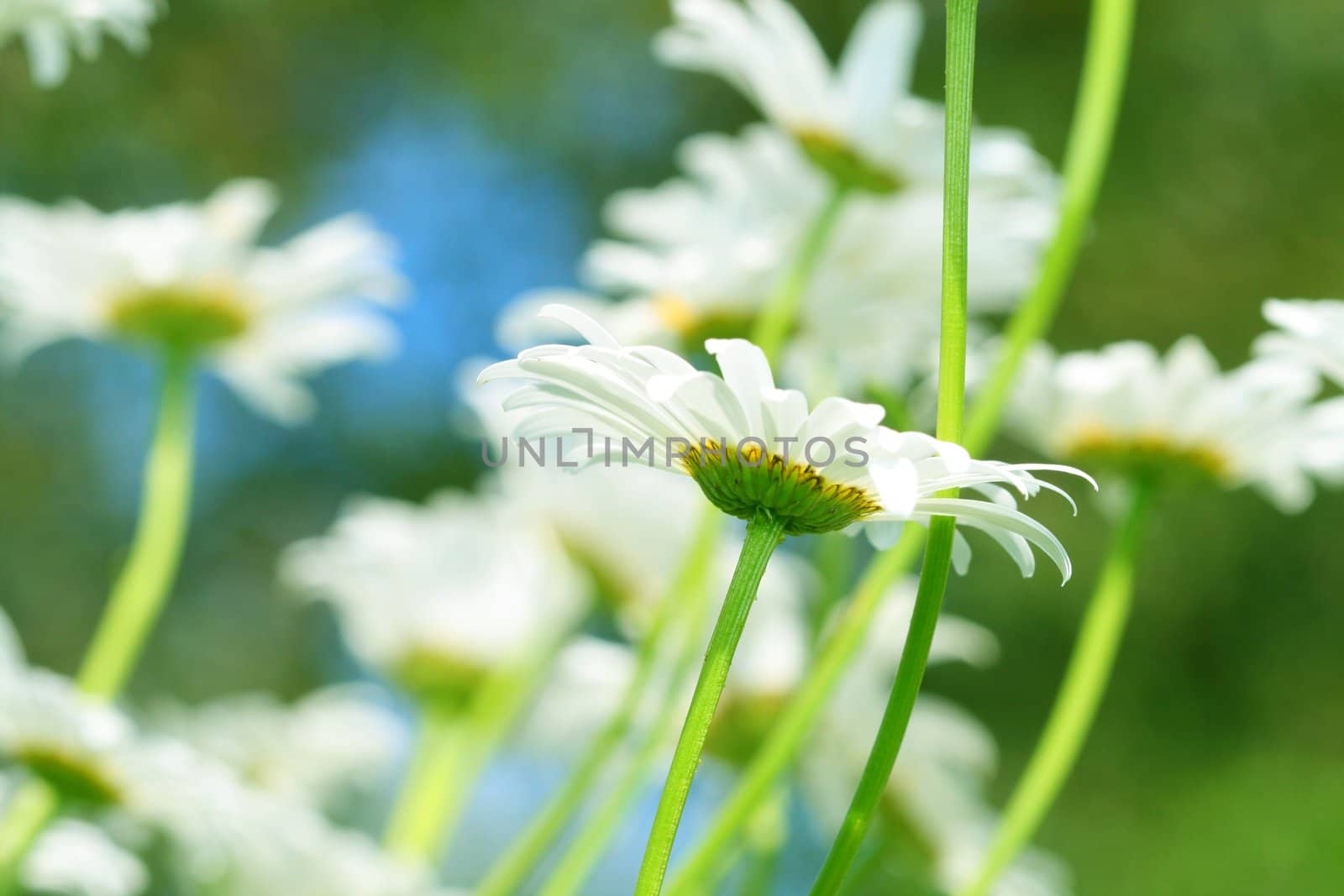 camomile daisy flowers in the sky