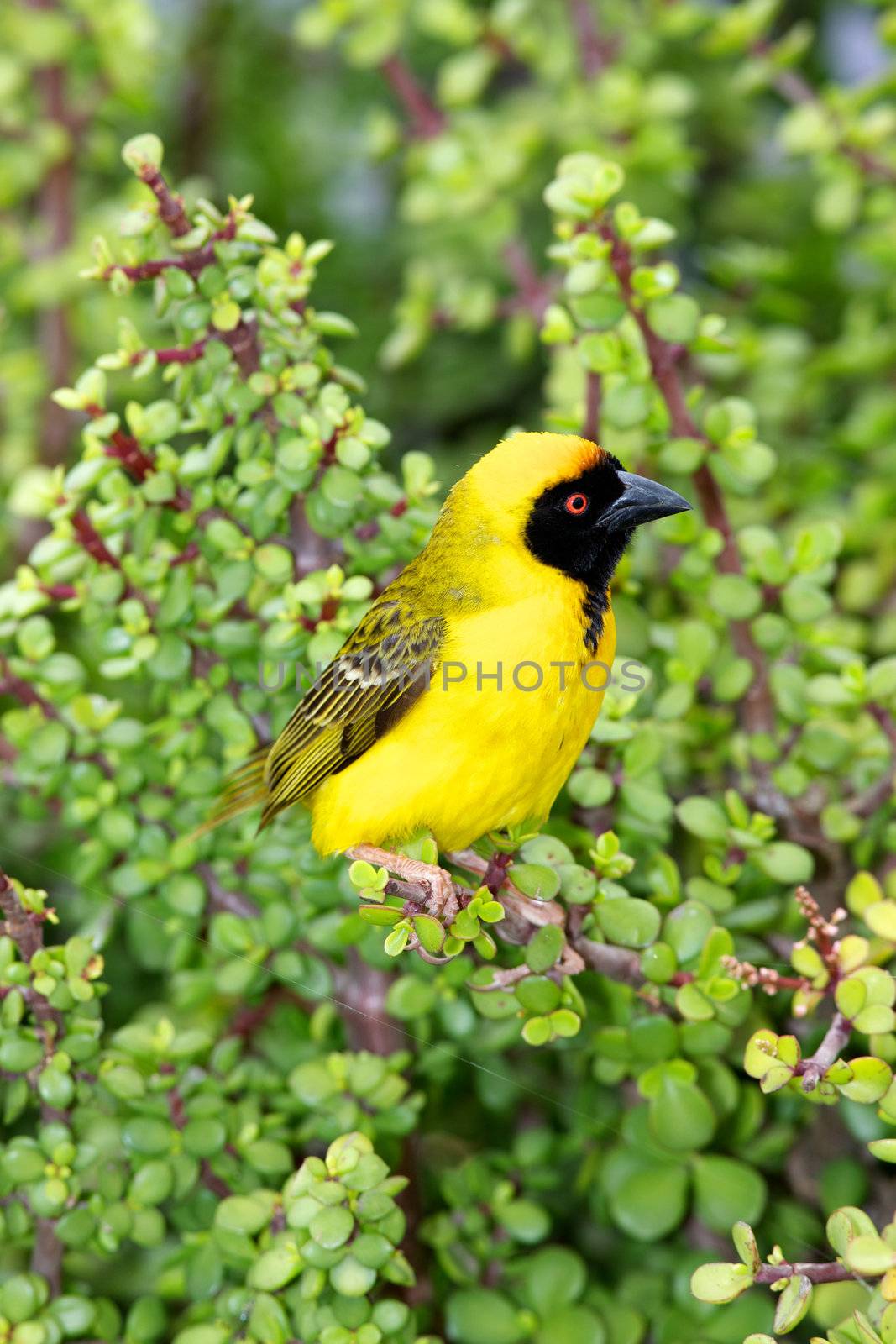 A male Southern Masked Weaver (Ploceus velatus) perching on a spekboom tree (Portulacaria afra) in Addo Elephant National Park, South Africa.