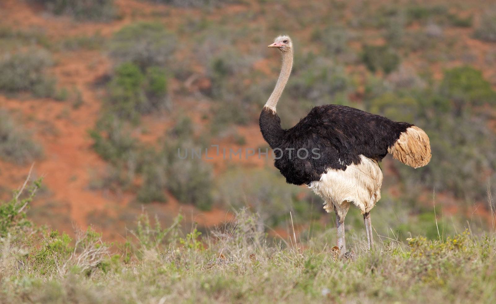A male ostrich (Struthio camelus) with chicks at his feet, Addo Elephant National Park, South Africa.
