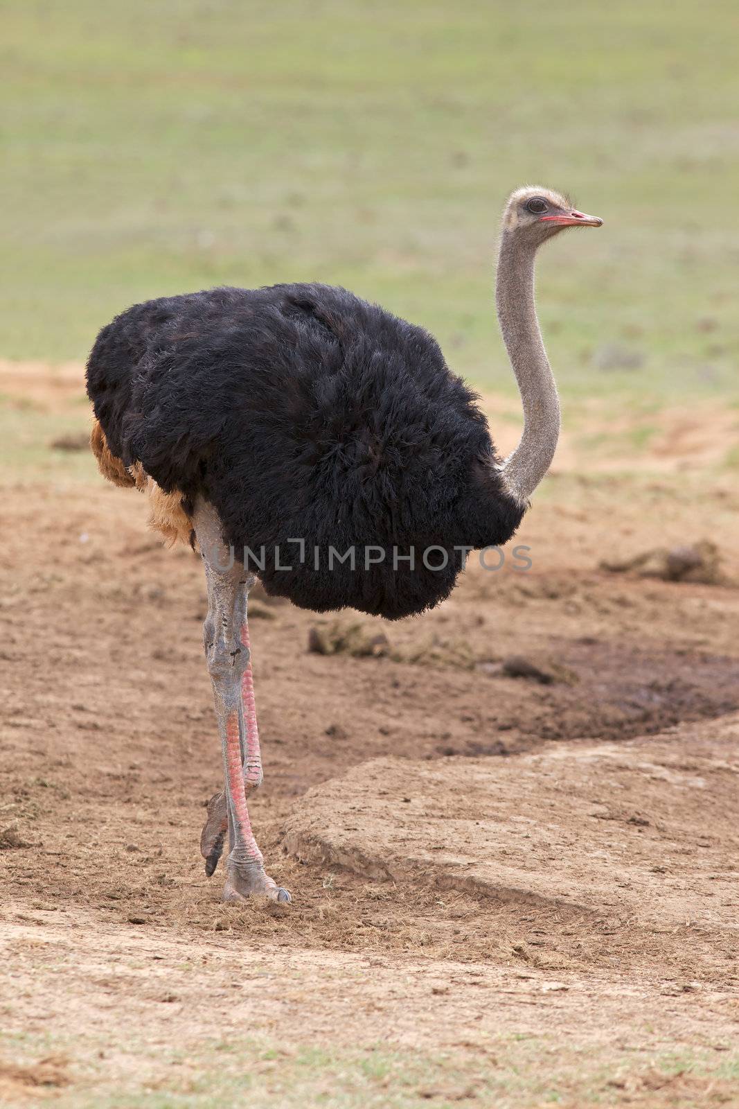 Male Ostrich by zambezi