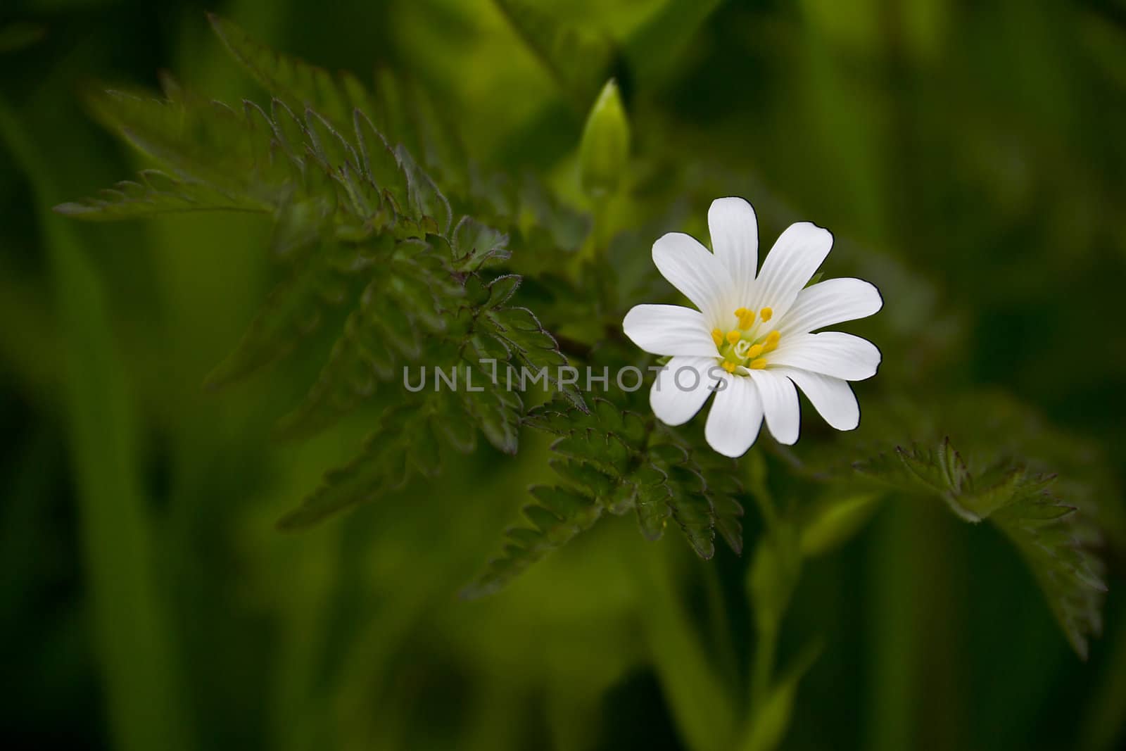Close up of a lovely white Greater Stitchwort flower