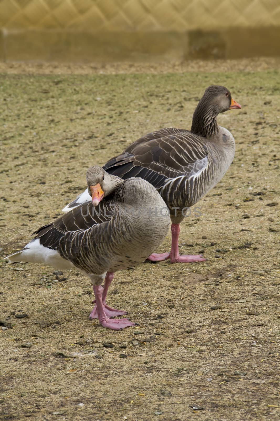 Two greylag geese having a good clean