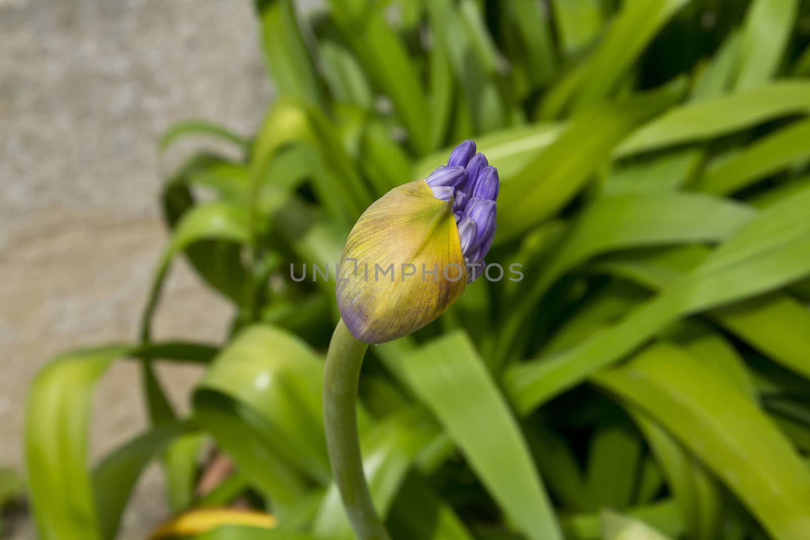 The lovely blue flowers of this lily plant just starting to emerge from their protective covering