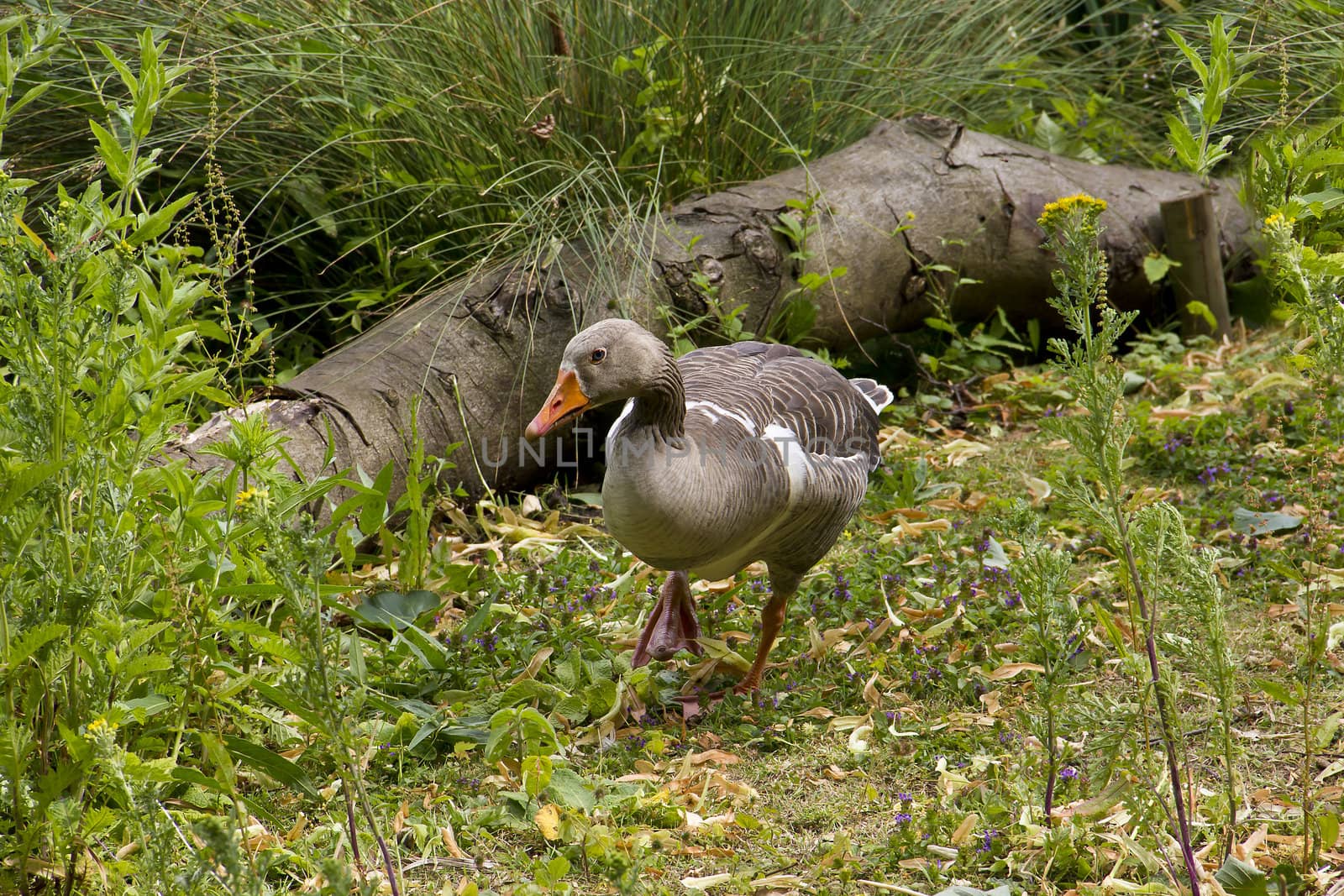 A greylag goose looking for food amidst some wild undergrowth