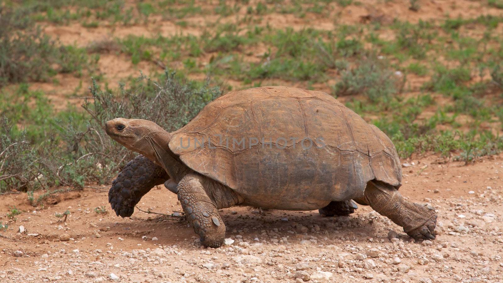 Leopard Tortoise by zambezi