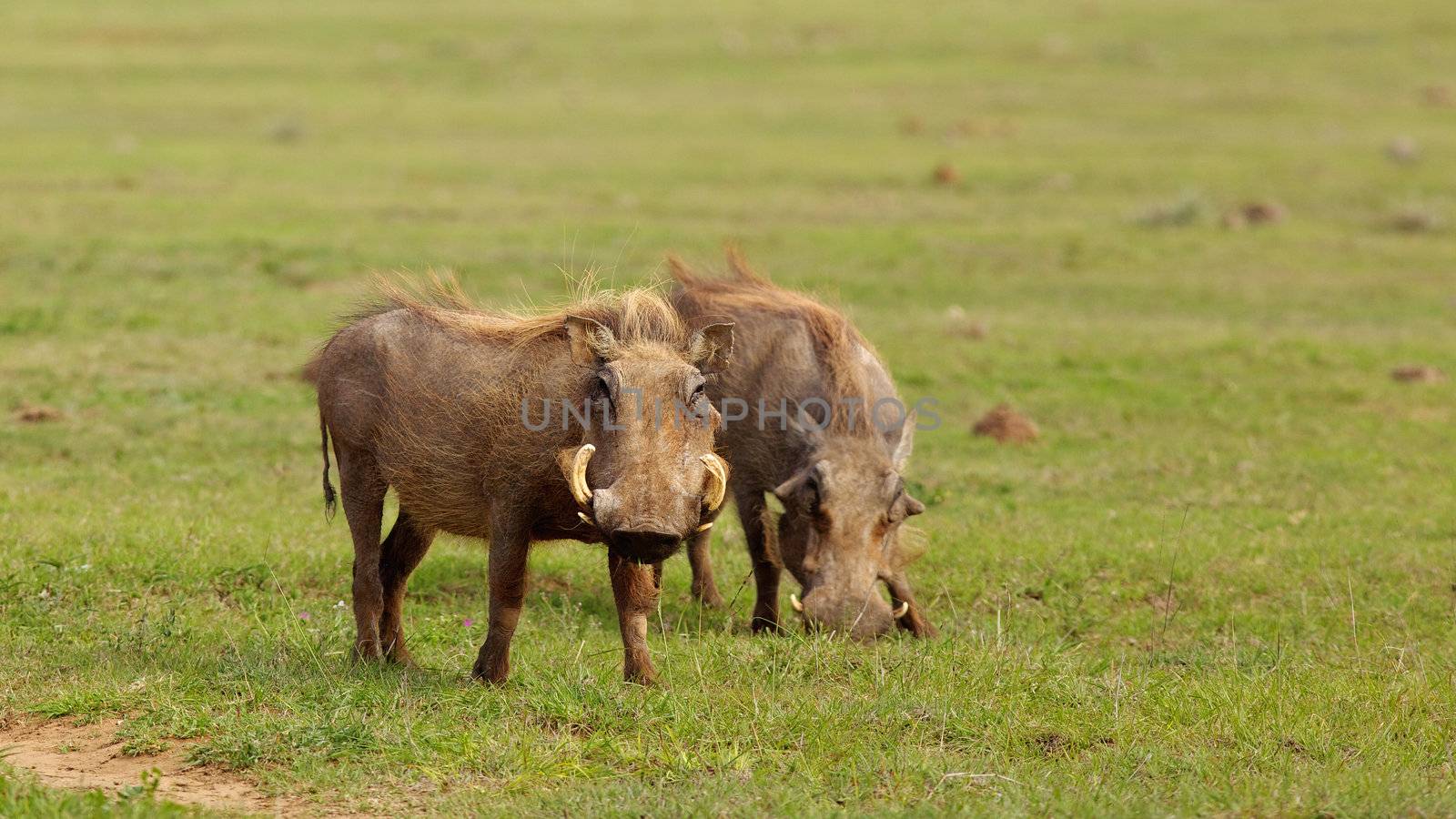 Warthogs (Phacochoerus aethiopicus) in the Addo Elephant National Park, South Africa.