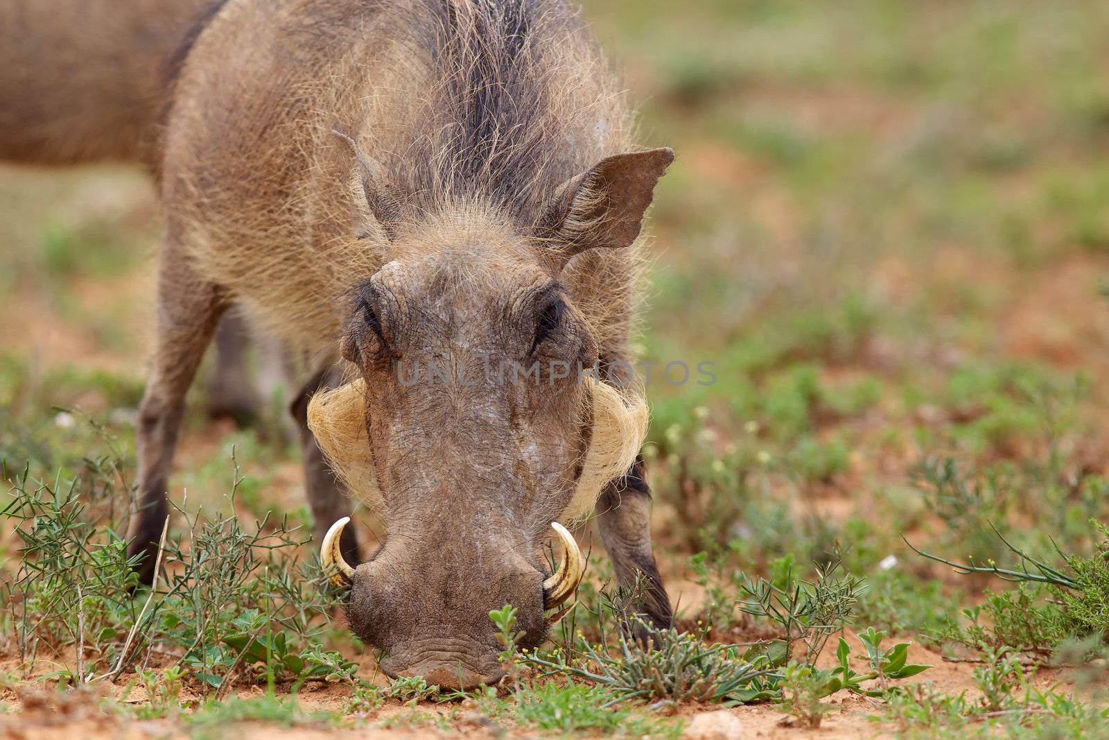A warthog (Phacochoerus aethiopicus) in the Addo Elephant National Park, South Africa.