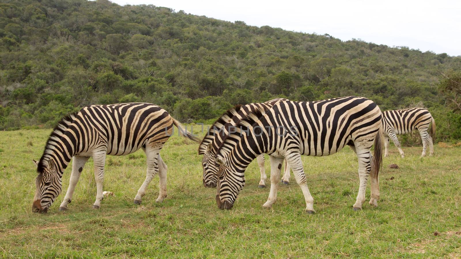 Burchell's zebra (Equus burchellii), in Addo Elephant National Park, South Africa.