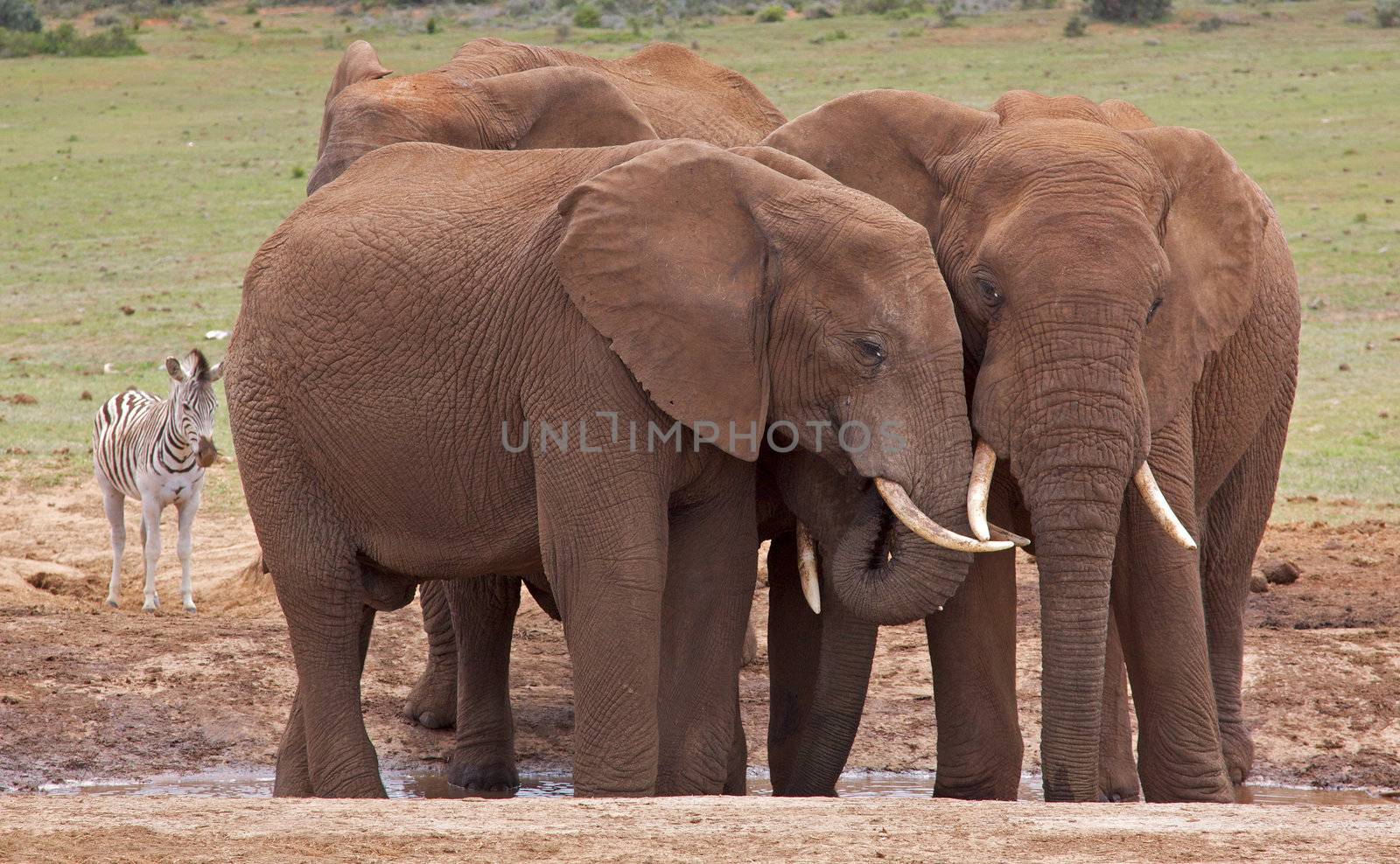 Young elephant bulls at a waterhole in Addo Elephant National Park, South Africa,