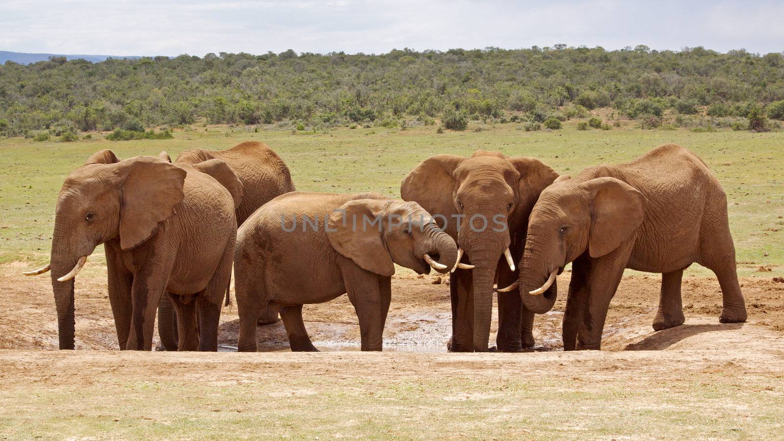 Young elephant bulls at a waterhole in Addo Elephant National Park, South Africa,