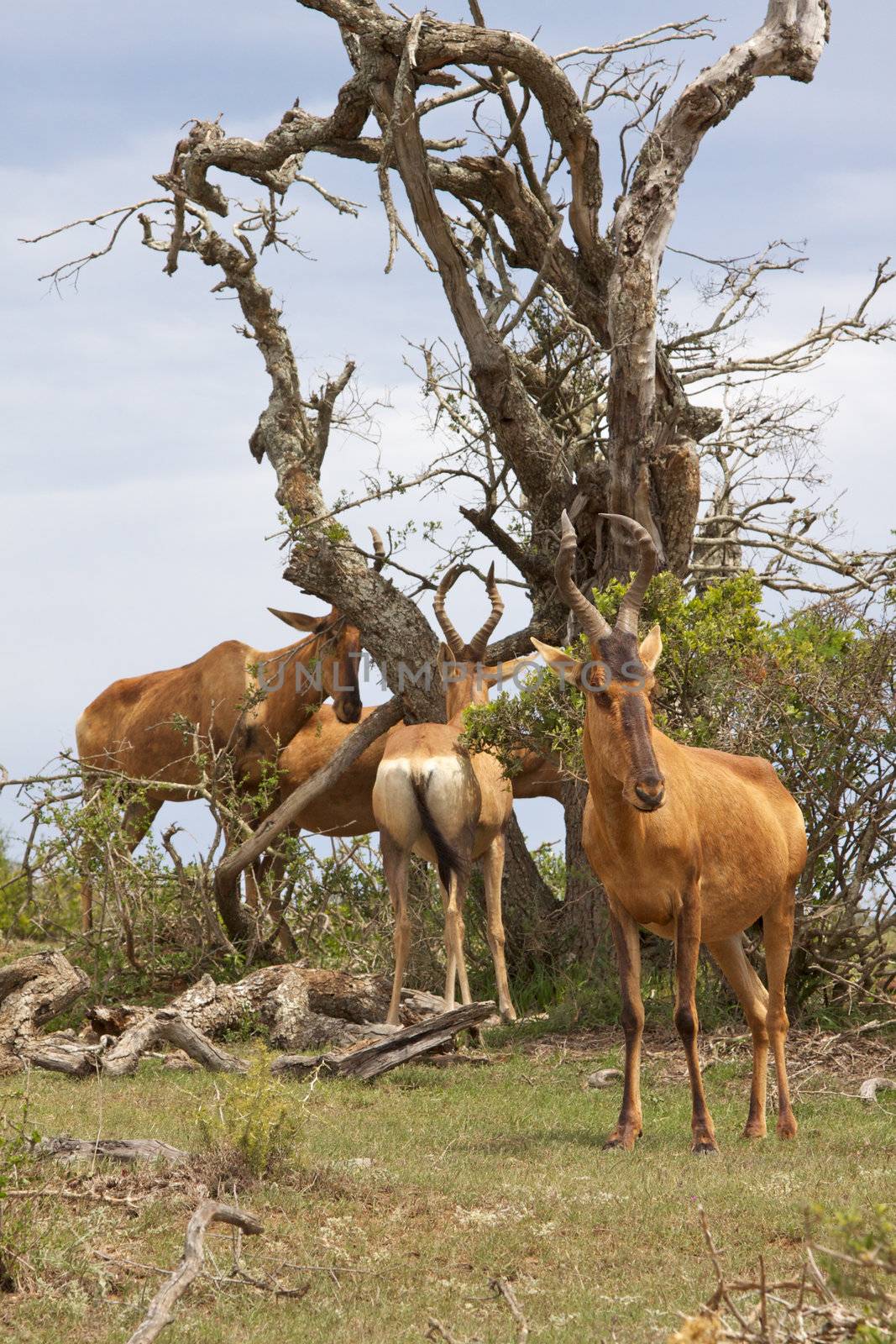 Red Hartebeest (Alcelaphus buselaphus) in Addo Elephant National Park, South Africa.