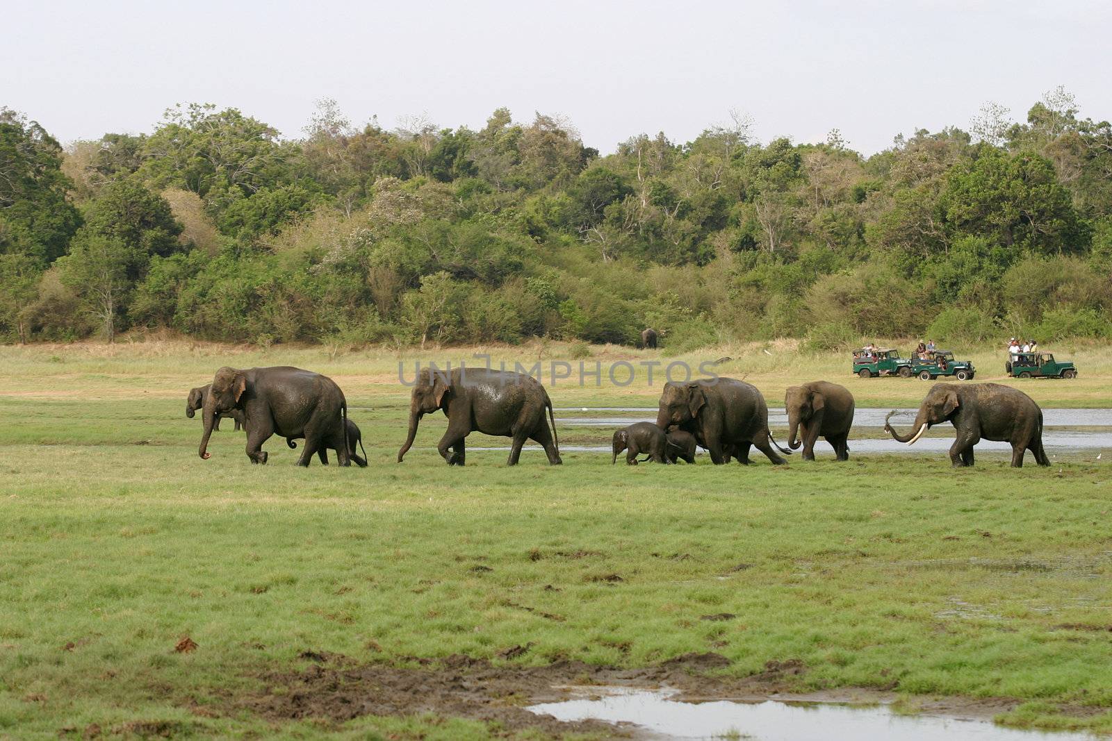 Sri Lankan Elephant by zambezi