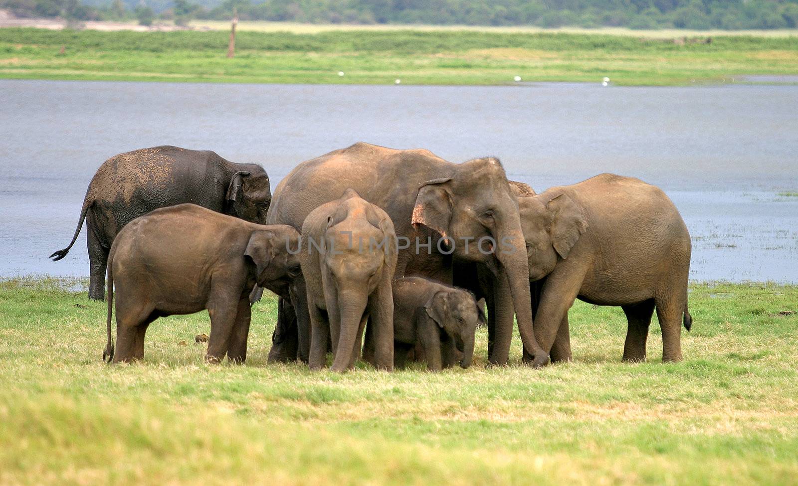 A herd of Sri Lankan elephant (the largest of four subspecies of the Asian elephant) in the Minneriya National Park, Sri Lanka