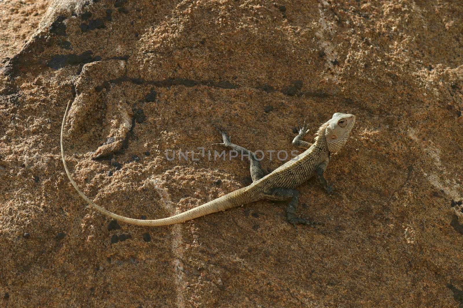 Sri Lankan Lizard by zambezi