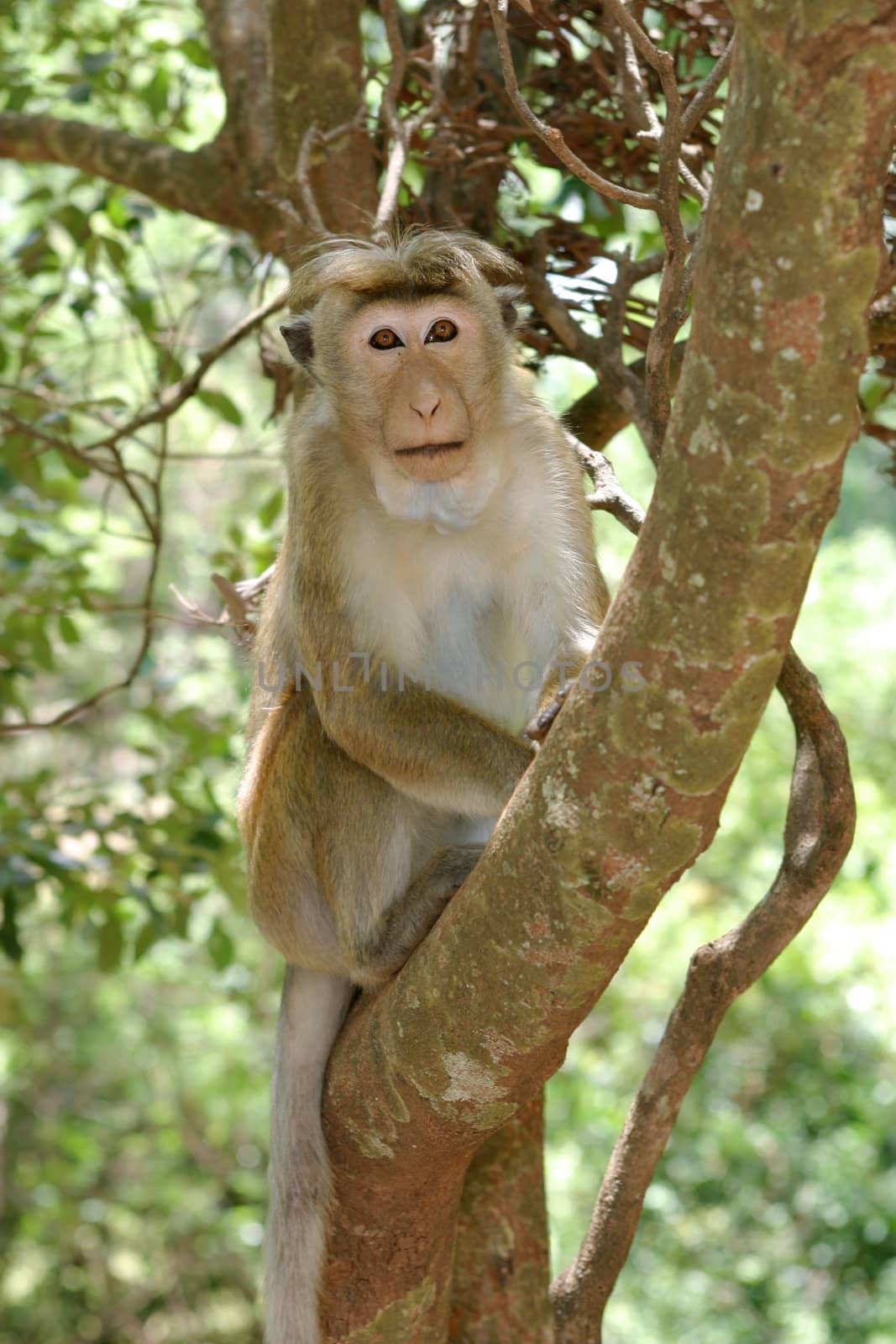 Toque Macaque by zambezi