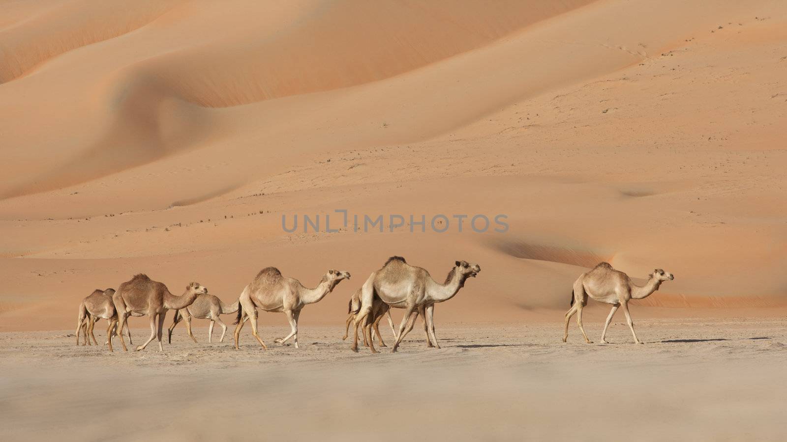 Empty Quarter Camels by zambezi