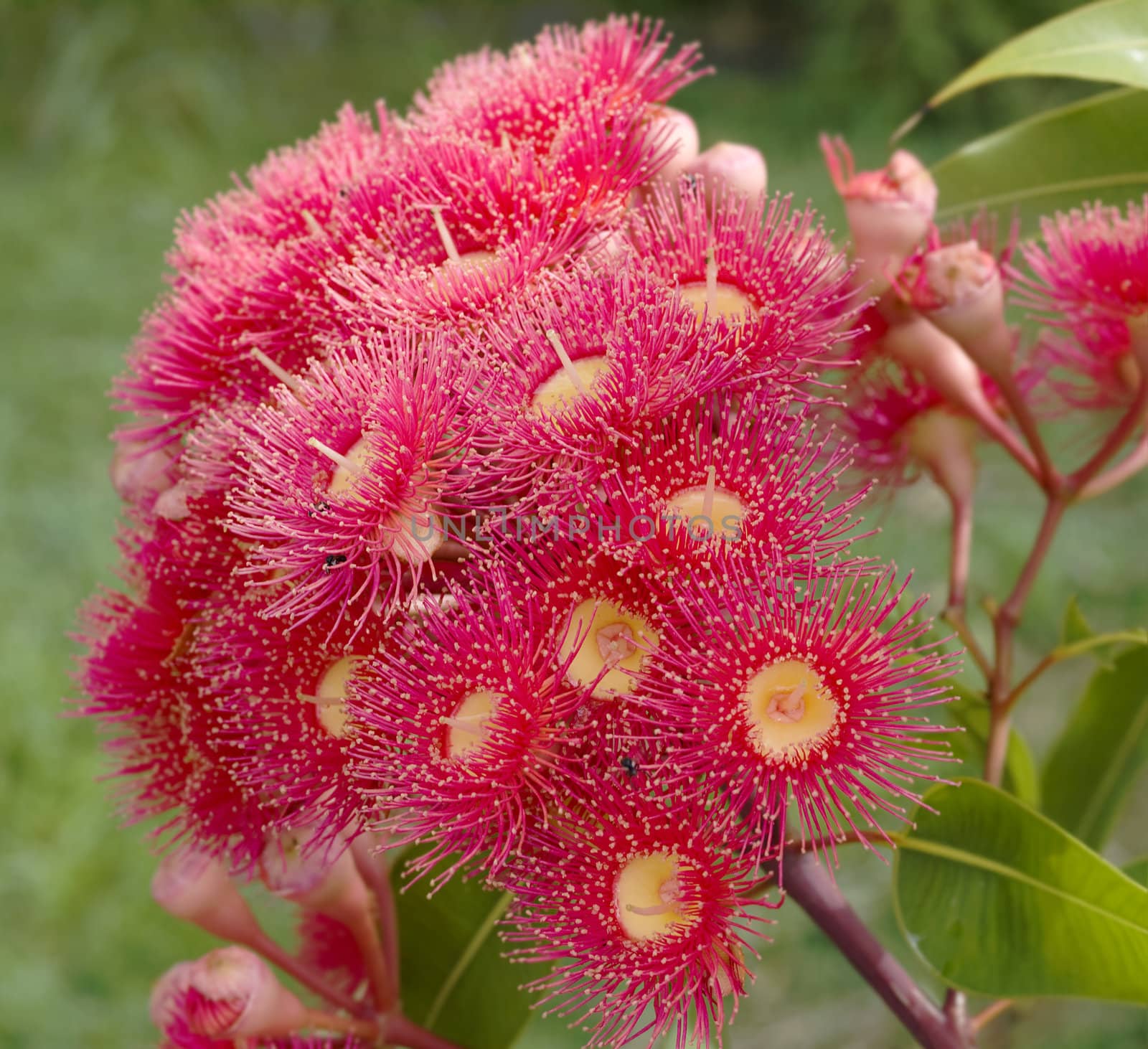 red flowers of eucalyptus summer red australian native eucalypt plant 