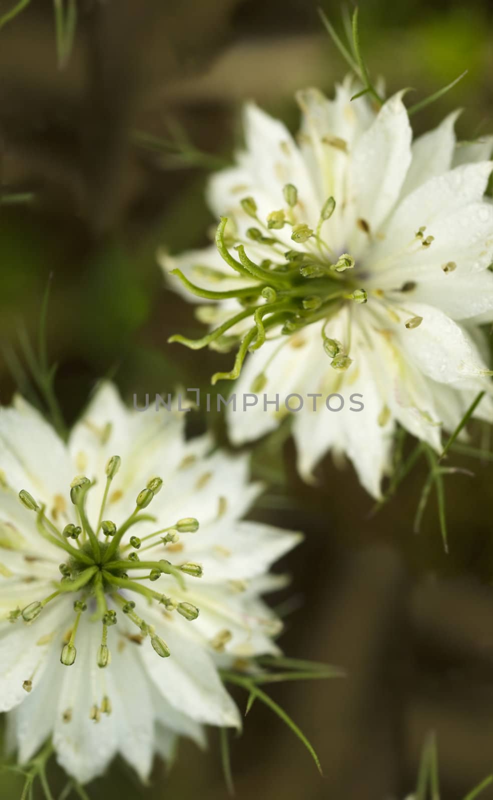 white cornflower flowers with green stamens by sherj