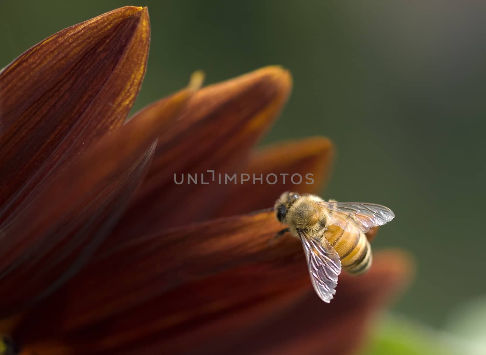 honeybee bee closeup on orange flower petal with wings detail