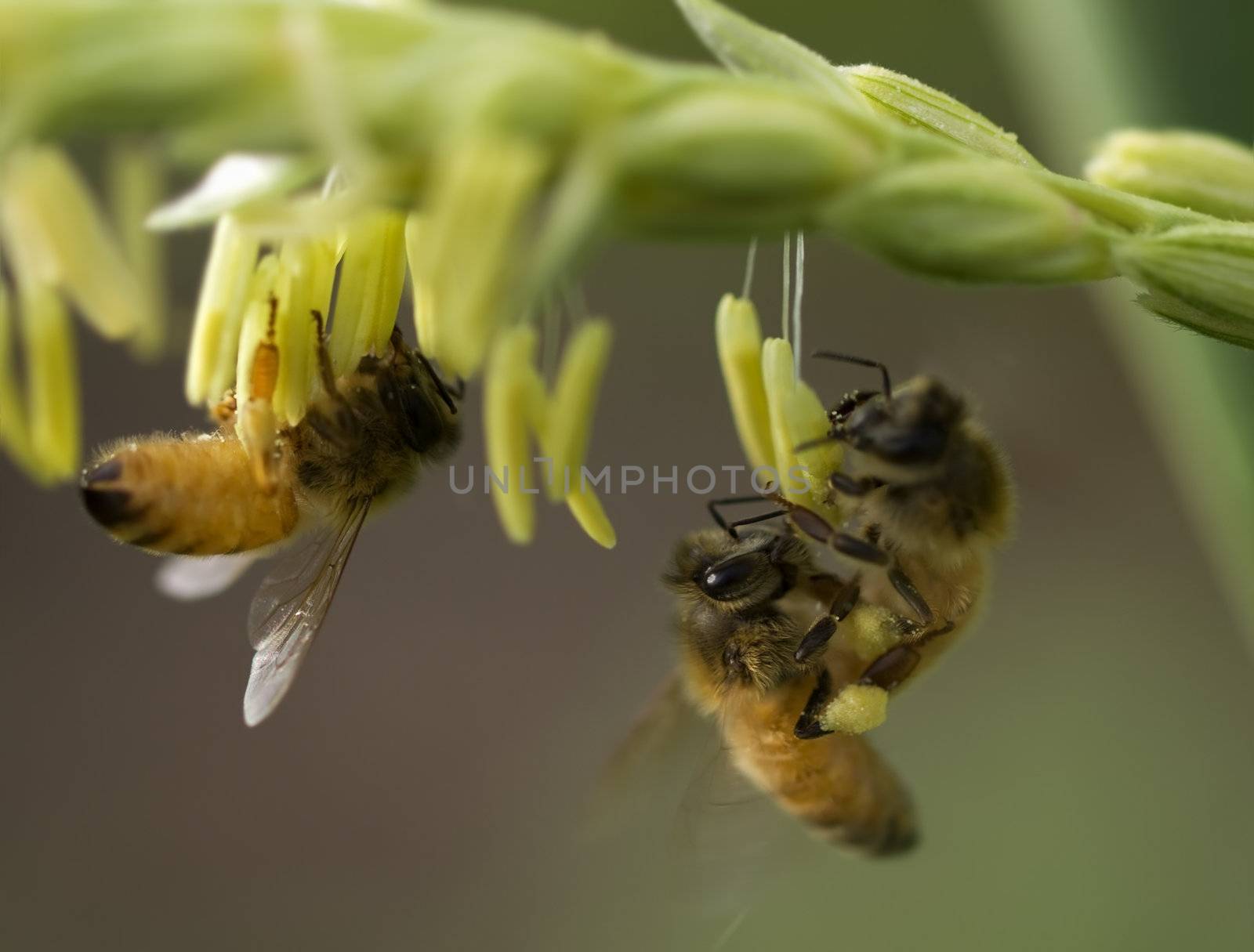 honey bees on corn flower working collecting pollen