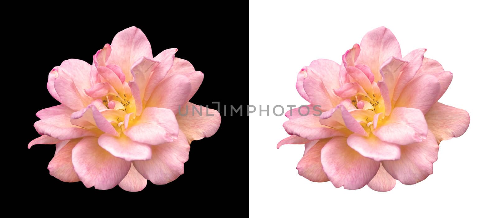 pink rose over black and white isolated backgrounds
