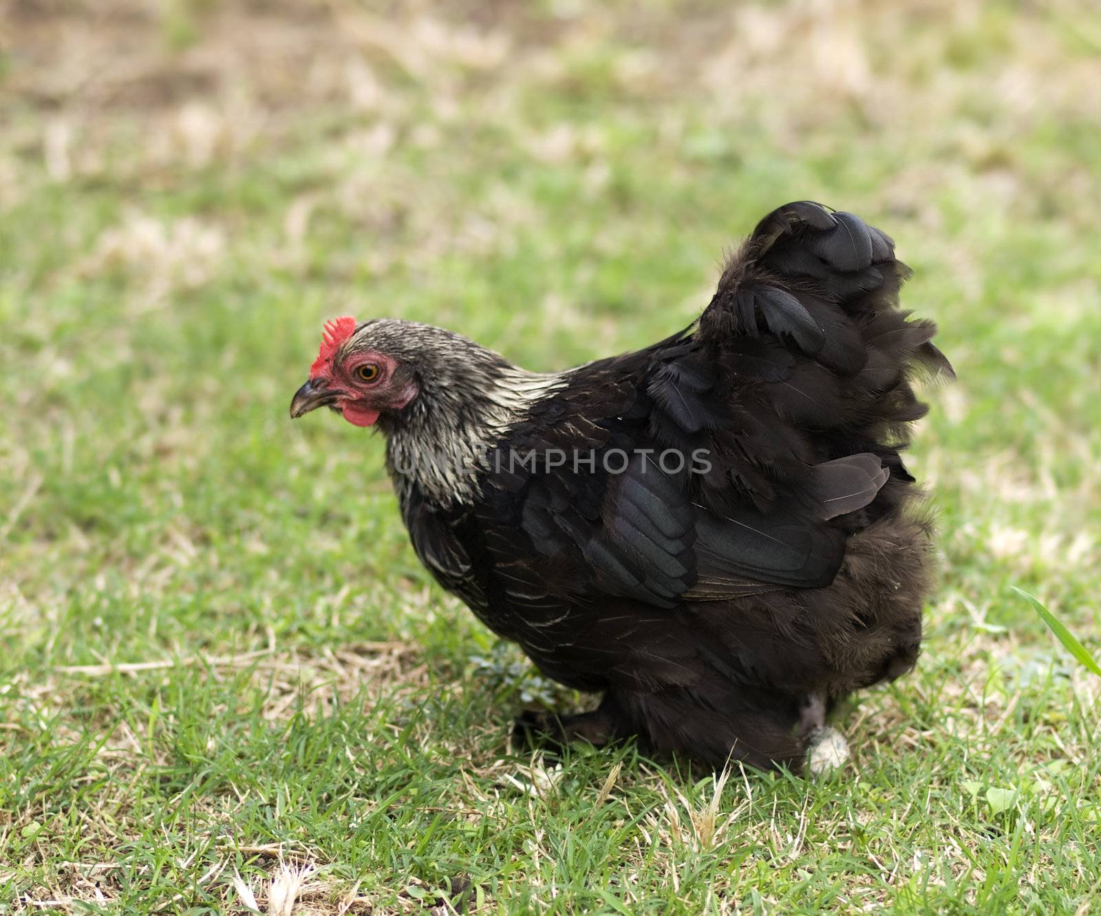 black and white Birchen Cochin Bantam Hen - backyard poultry - pekin chicken